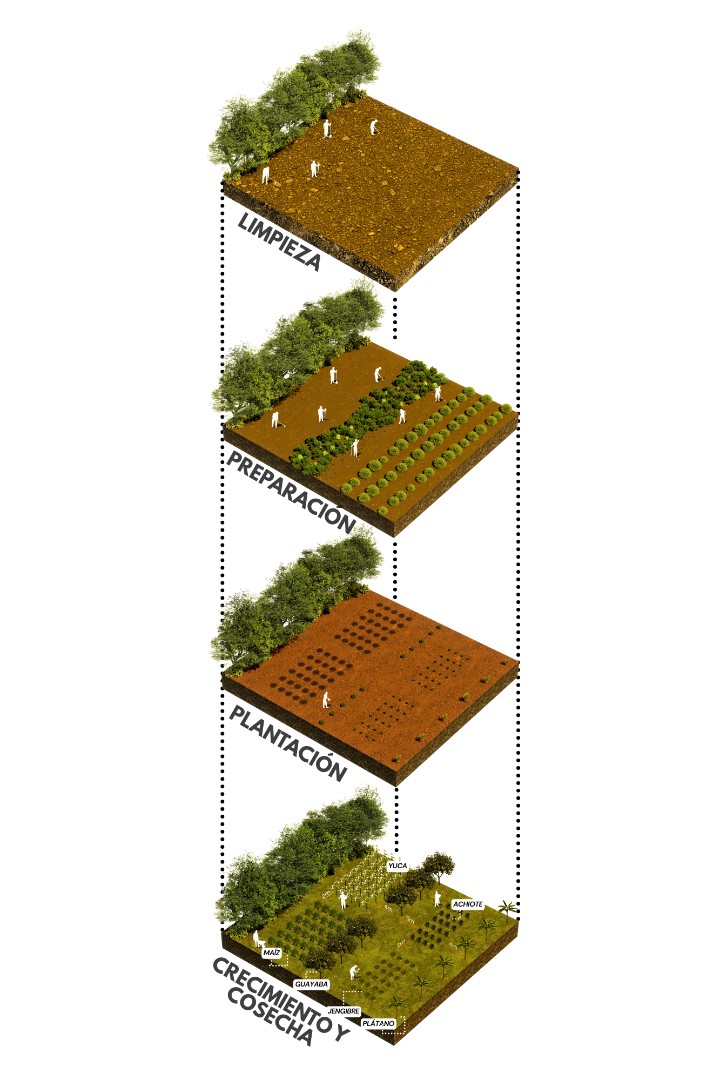 Tejido Vivo Amazónico - imagen 6